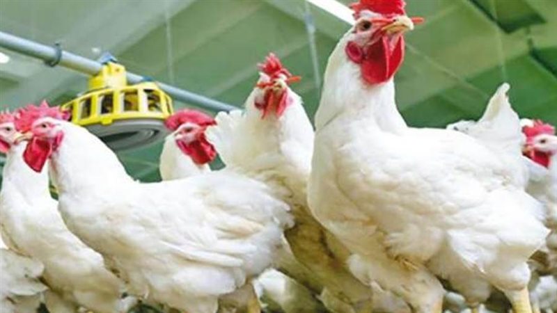 بورصه الدواجن