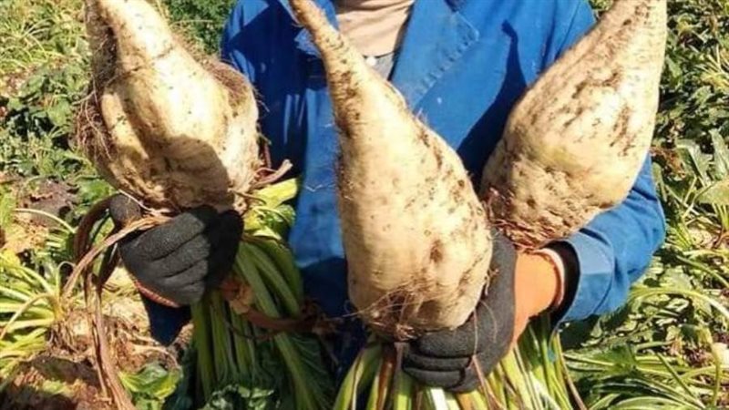 بدء حصاد محصول بنجر