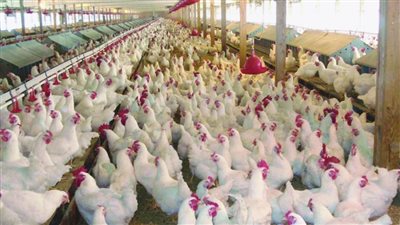 بورصة الدواجن اليوم...متوسط الأسعار  30 جنيها وتنوع المعروض امام المواطنين 