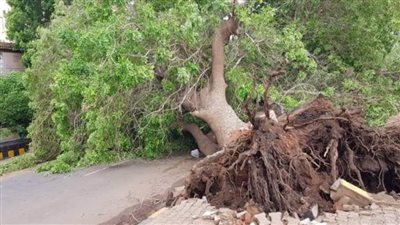 تعرف على  حقيقة ما أُثير بأحد المواقع الإخبارية عن قطع أشجار بشارع النيل