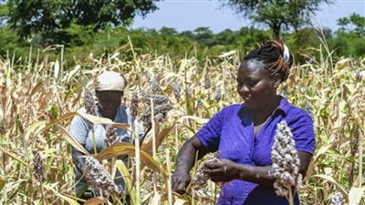 كينيا تخصص 12 مليار شلن لبرنامج دعم محصول الذرة