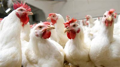 تفصيلي.. بورصة الدواجن اليوم.. الفيليه يسجل 66جنيها وكرتونة البيض تبدأ من 38جنيها