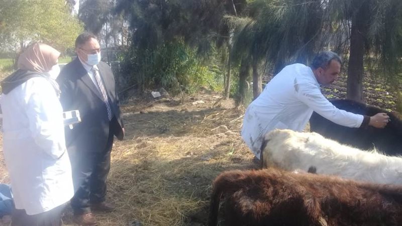 تحصين الماشية