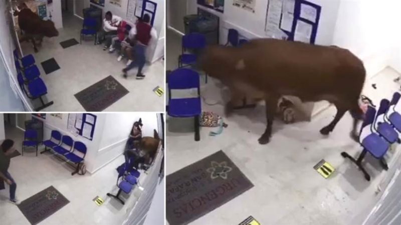 بقرة تقتحم مستشفى