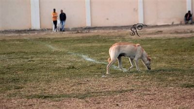 كواليس المظاليم.. كلب يقتحم  مباراة واشتباكات في القسم الثالث 