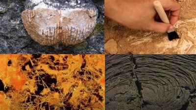 علماء يكتشفون حفريات فطرية عمرها 630 مليون عام في جنوب غربي الصين