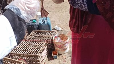 تحصين 43 ألفاً و940 طائراً من الأمراض الوبائية بكفر الشيخ