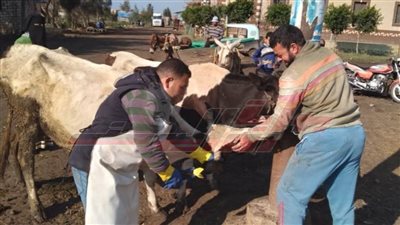 بيطري كفرالشيخ يحصن 170 ألف رأس ماشية 