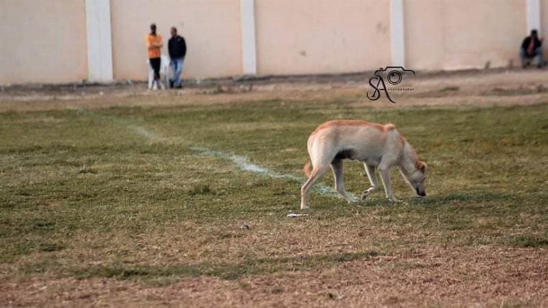 كلب يقتحم مباراة