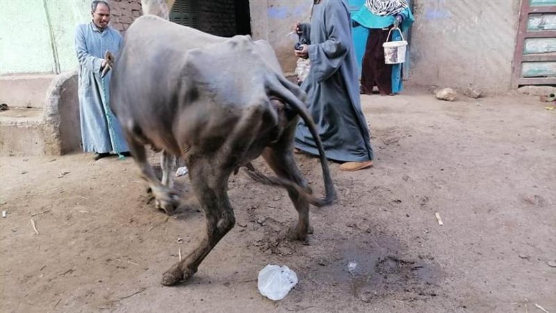 تحصين 76 ألف رأس