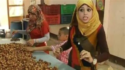 تمور مزارع جامعة الوادي الجديد  بالجامعات المصرية 