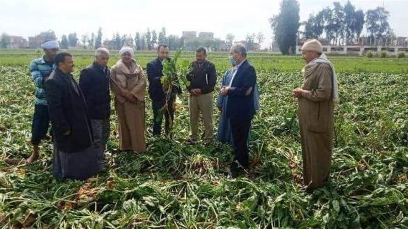 حقل إرشادي لبنجر