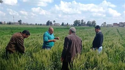 الإرشاد الزراعي بالبحيرة يتابع المحاصيل الشتوية.. (صور)