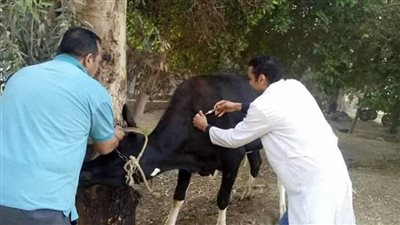 الزراعة: تحصين أكثر من 4 ملايين رأس ماشية ضد الحمى القلاعية والوادي المتصدع