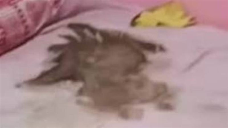 طفل مات جوعا