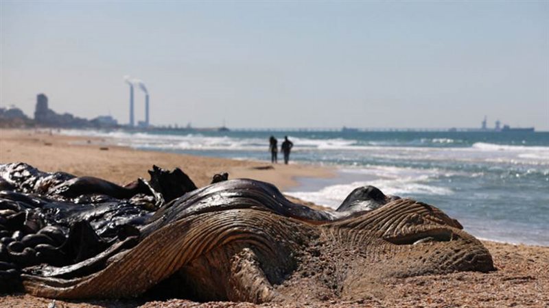 التسرب النفطي
