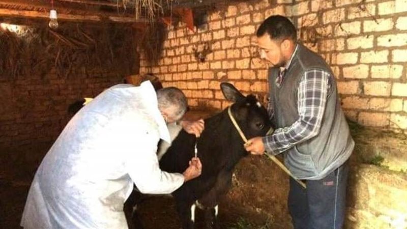 تحصين الماشية ضد