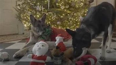 طرد كلاب بايدن من البيت الأبيض 