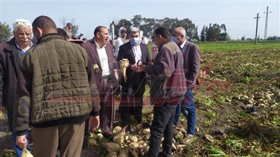 حصاد 20 ألف فدان بنجر وإرشادات للمزارعين بكفر الشيخ 