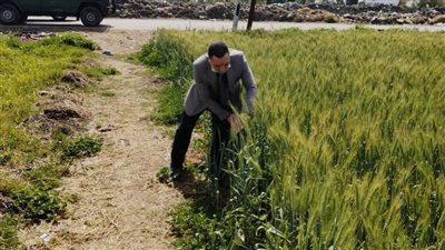 مدير عام المكافحة بوزارة الزراعة يتفقد محصول القمح بالبحيرة 