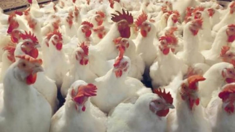 أسعار الدواجن والبيض