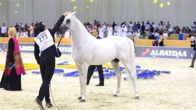 غدا .. انطلاق معرض دبي الدولي للخيل وبطولة الجواد العربي