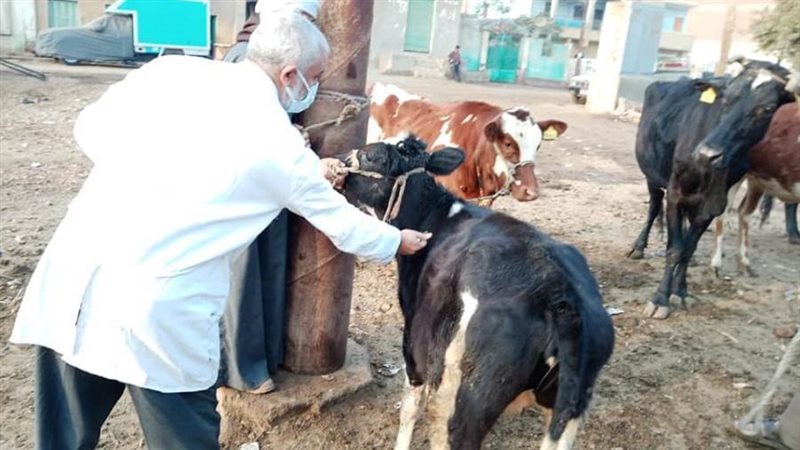 تحصين ماشية