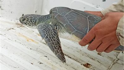 إعادة سلحفاة نادرة إلى مياه خليج السويس بعد بيعها لتاجر أسماك