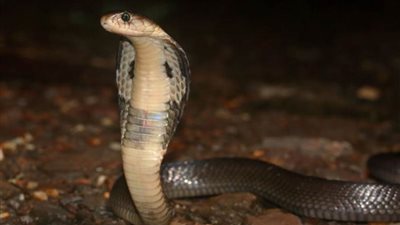 الكوبرا تغدر بصاحبها وسباق مع الزمن لإنقاذ حياته بـ 