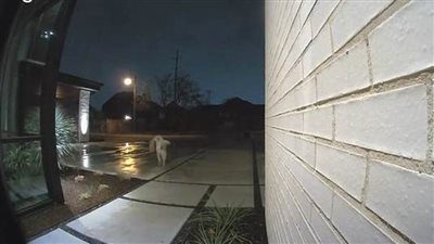  سرقة في نص الليل على الهواء مباشرة (فيديو وصور)