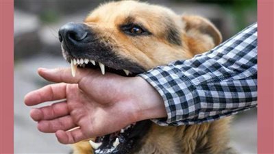 ضبط مالك كلب عقر طفلًا وتداول الواقعة عبر 