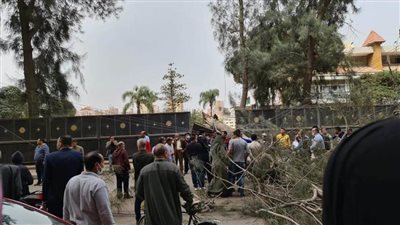 مصرع عامل سقطت عليه شجرة ضخمة من استراحة محافظ الدقهلية