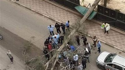 صرف إعانات مالية لأسرة شاب سقطت عليه شجرة ضخمة بالمنصورة