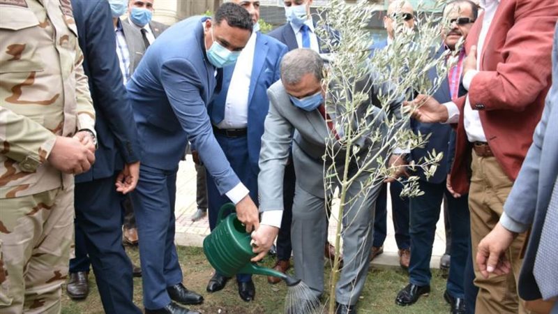 زراعة شجرة الزيتون