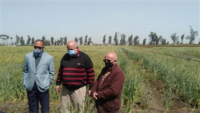 مدير معهد أمراض النباتات بمركز البحوث الزراعية: محصول القمح مبشر