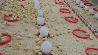  تشغيل مشروع عنابر تربية الدواجن بالمنطقة الصناعية بالمنيا