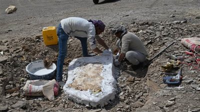 اكتشاف علمي جديد لبقايا أسماك عملاقة من عصر الديناصورات بالوادي الجديد