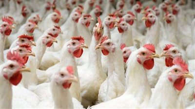 بورصة الدواجن اليوم| استقرار ملحوظ.. ومتوسط الأسعار يسجل 31 جنيهًا 