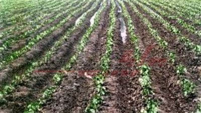 إرشادات للتعامل مع محصول الذهب الأبيض 