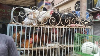 قبل رمضان.. انخفاض أسعار اللحوم البيضاء بأسواق البحيرة.. (صور)