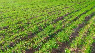 تقرير حديث يكشف مرونة القطاع الزراعي في الاتحاد الأوروبي خلال أزمة كورونا