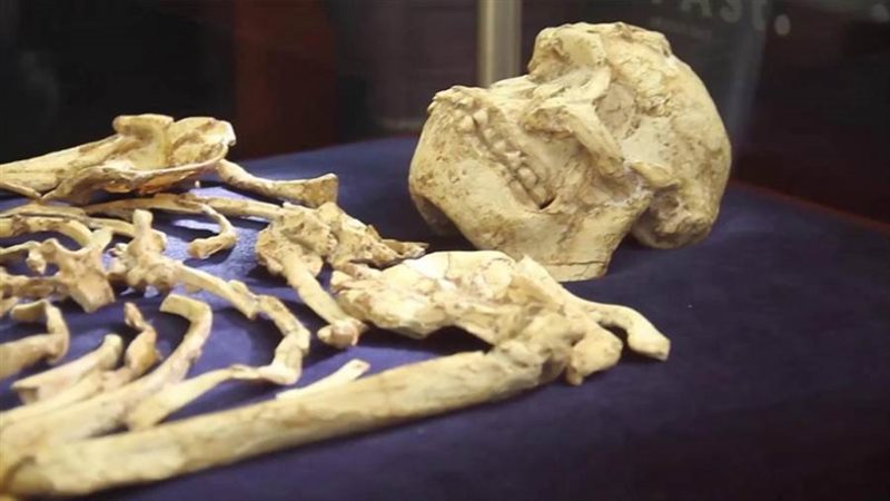 أقدم هيكل عظمي بمتحف