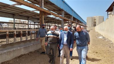 محافظ بورسعيد يتفقد محطة تسمين الماشية استعدادا لشهر رمضان