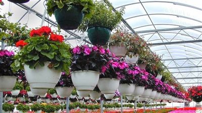 صناعة الزهور في مصر.. الفرص والتحديات المؤتمر السنوي لمركز معلومات وزارة الزراعة