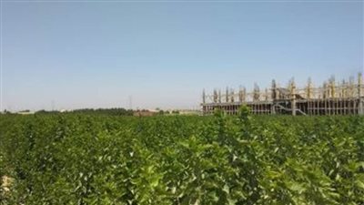 زراعة 20 فدانا من التوت لإنتاج الحرير الطبيعي في الوادي الجديد