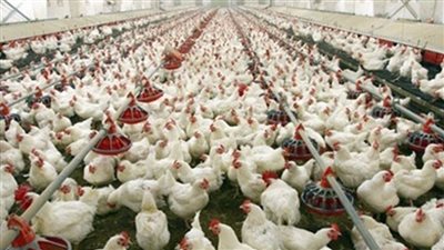 أسعار الدواجن اليوم | متوسط سعر الكيلو يسجل 34 جنيها.. وتنوع المعروض 