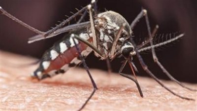  بعد كورونا حمى الضنك تضرب البرازيل