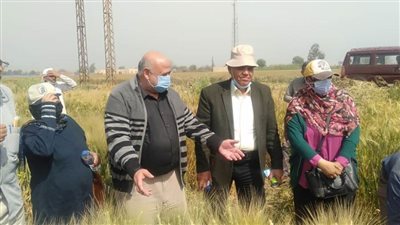 مدير معهد أمراض النبات يتفقد زراعات القمح في الشرقية 