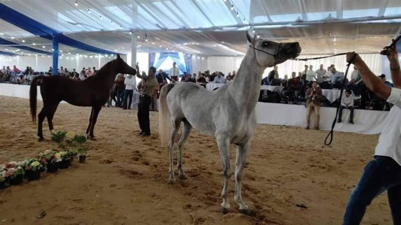 مهرجان كوم حماده