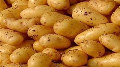 روسيا في المركز الأول.. صادرات البطاطس المصرية تتجاوز الـ٣٨٠ ألف طن